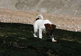 FOX TERRIER POIL LISSE 213